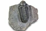 Detailed Reedops Trilobite - Atchana, Morocco #312814-3